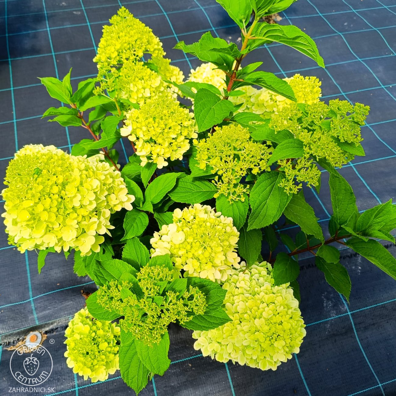 Obrázok Hortenzia metlinatá (Hydrangea paniculata) ´PASTEL GREEN´® - výška 20-40 cm, kont. C2L